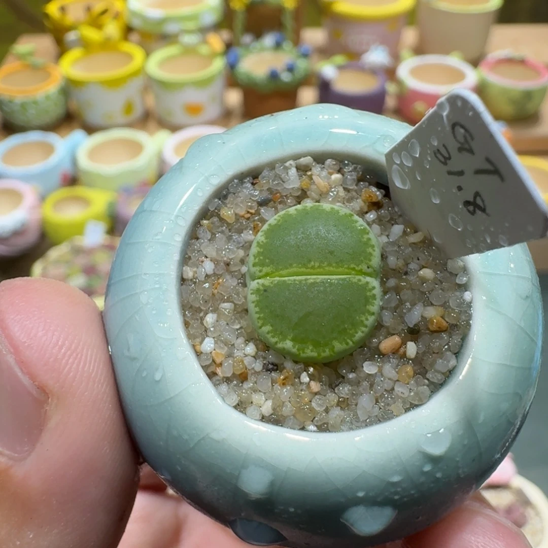 蘑菇1119绿帽多肉植物