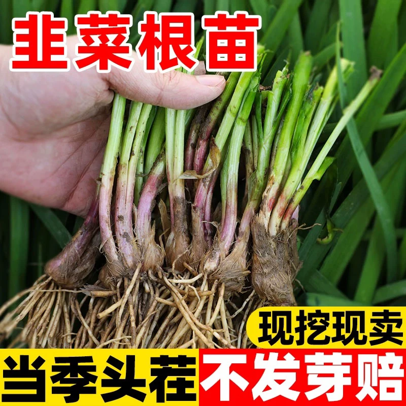 韭菜根苗紫根红根大叶宽叶带土四季农家韭菜根老品种韭菜种籽种子