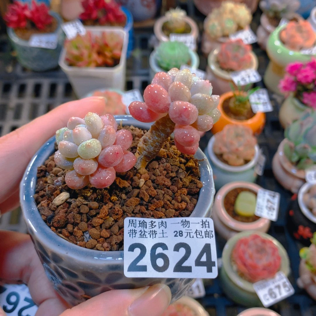 5厘米盆精控多肉2624
