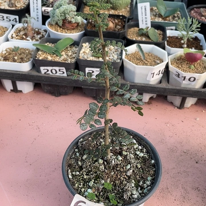 649泡泡叶没药橄榄