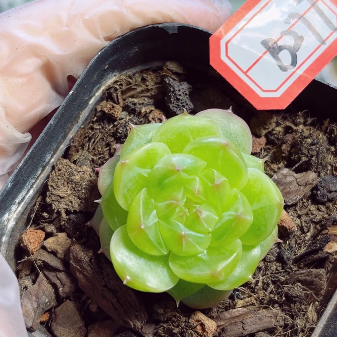 B277 一物一拍 无名