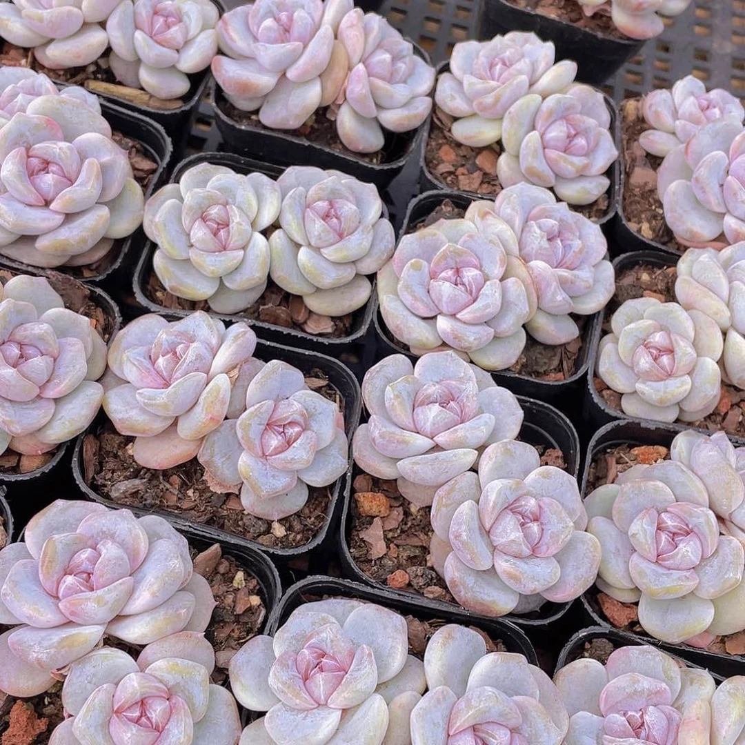 量拍105号 芋圆啵啵双头一个