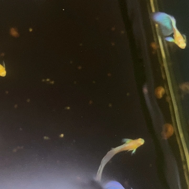 ᵀ****圣诞母孔雀鱼孔雀鱼