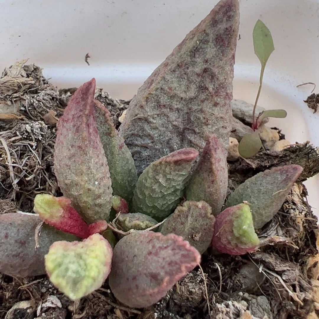 融化纹猪肝带倒刺多肉植物