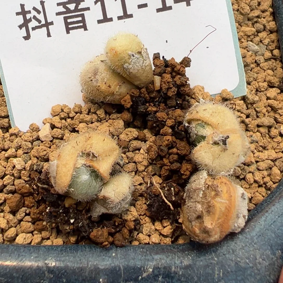 11-14量拍斯蒂芬毛球一颗