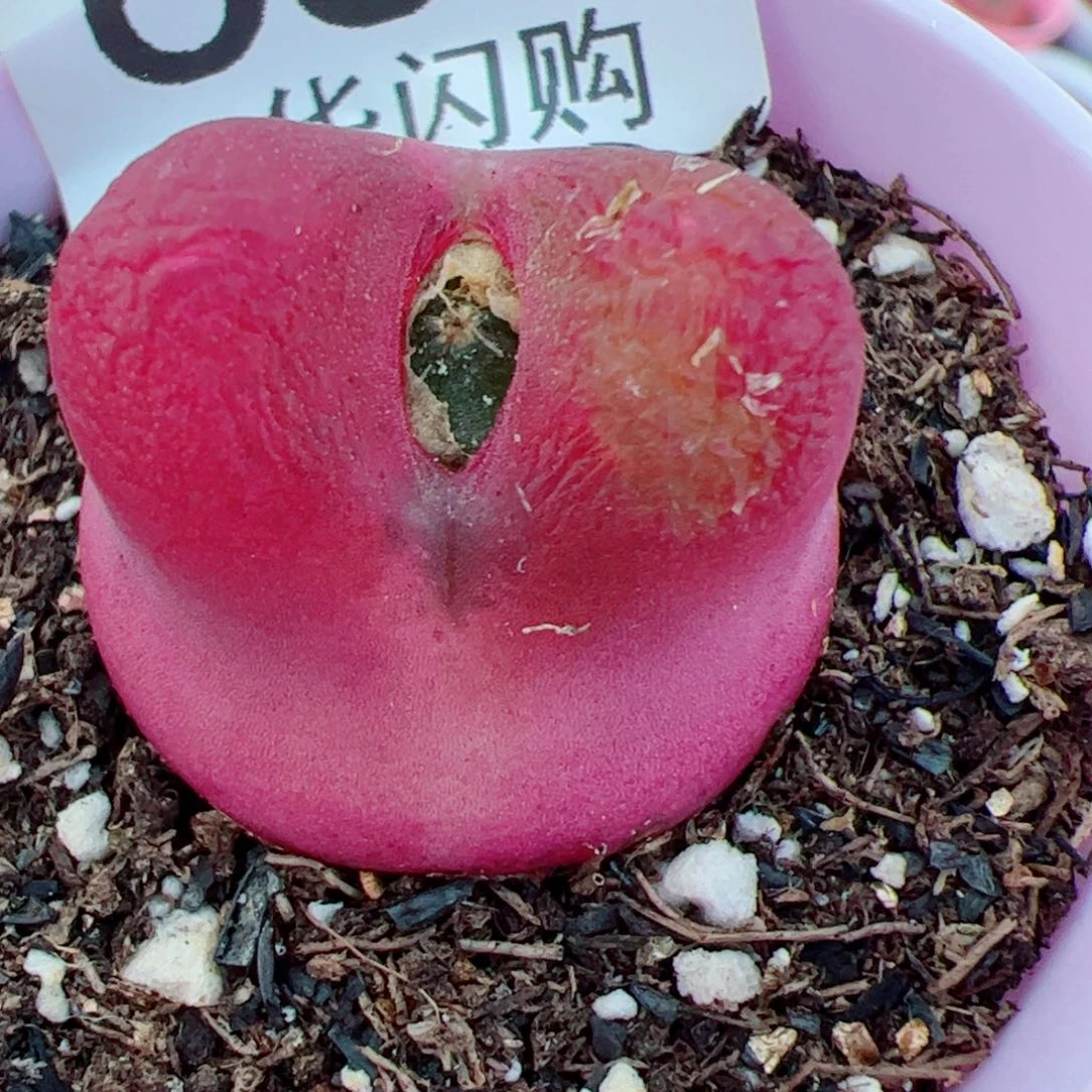 猪***6我很喜欢这个A685