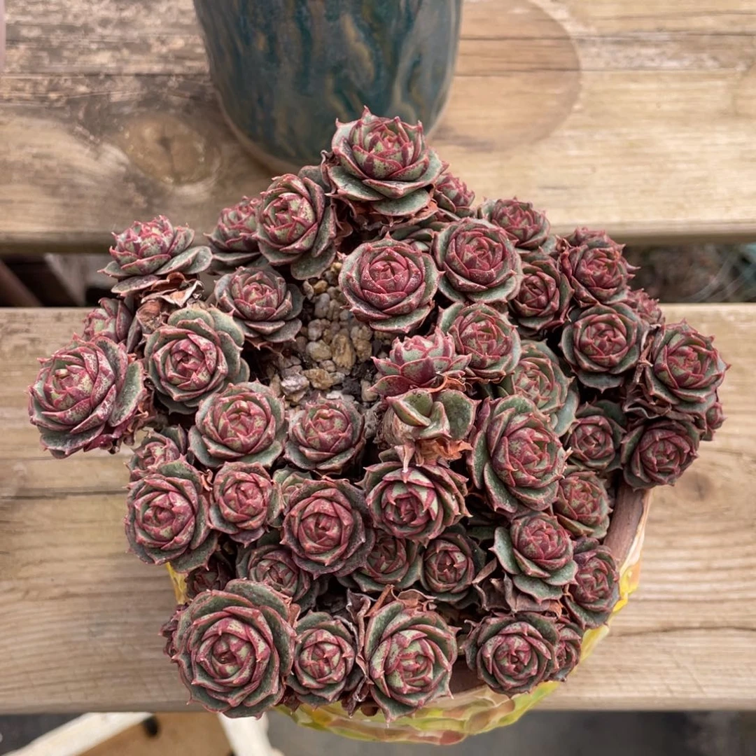 圆叶罗西码整装无砍