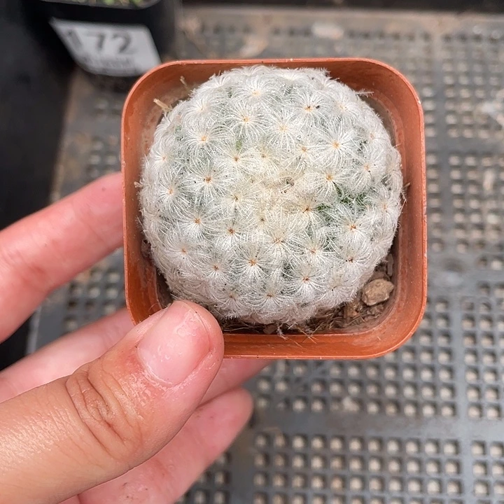 173白星仙人球植物