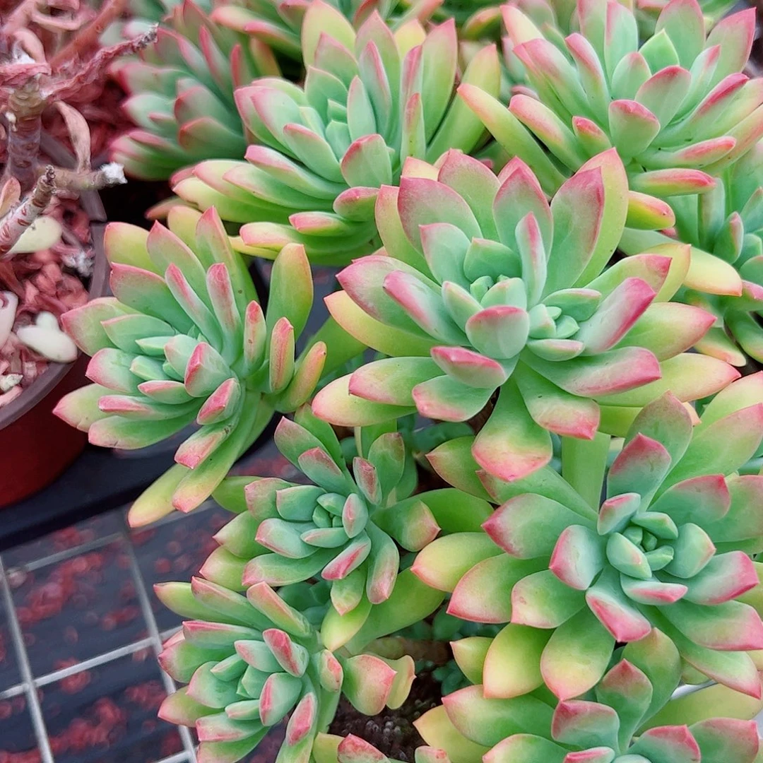 红枝莲多头群生老桩