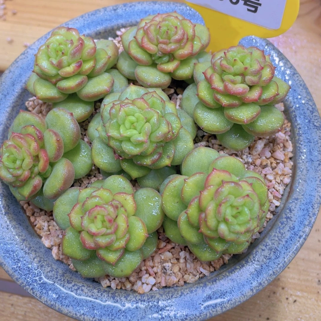 396号 苹果花石化七颗