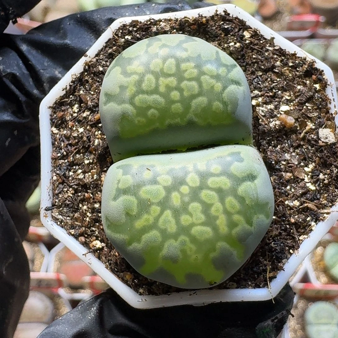 生石花144444。  76