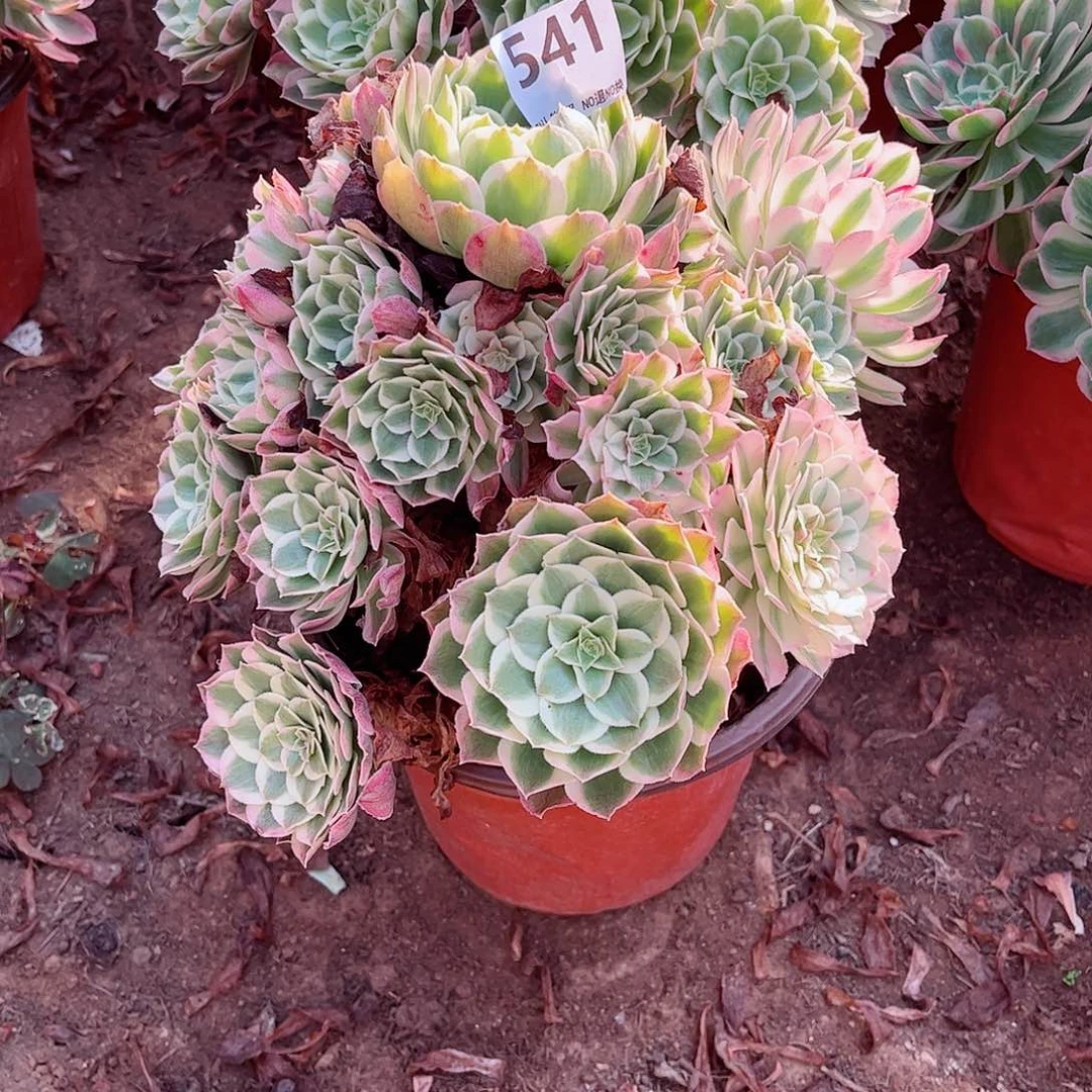 无花朵美**情多肉植物541