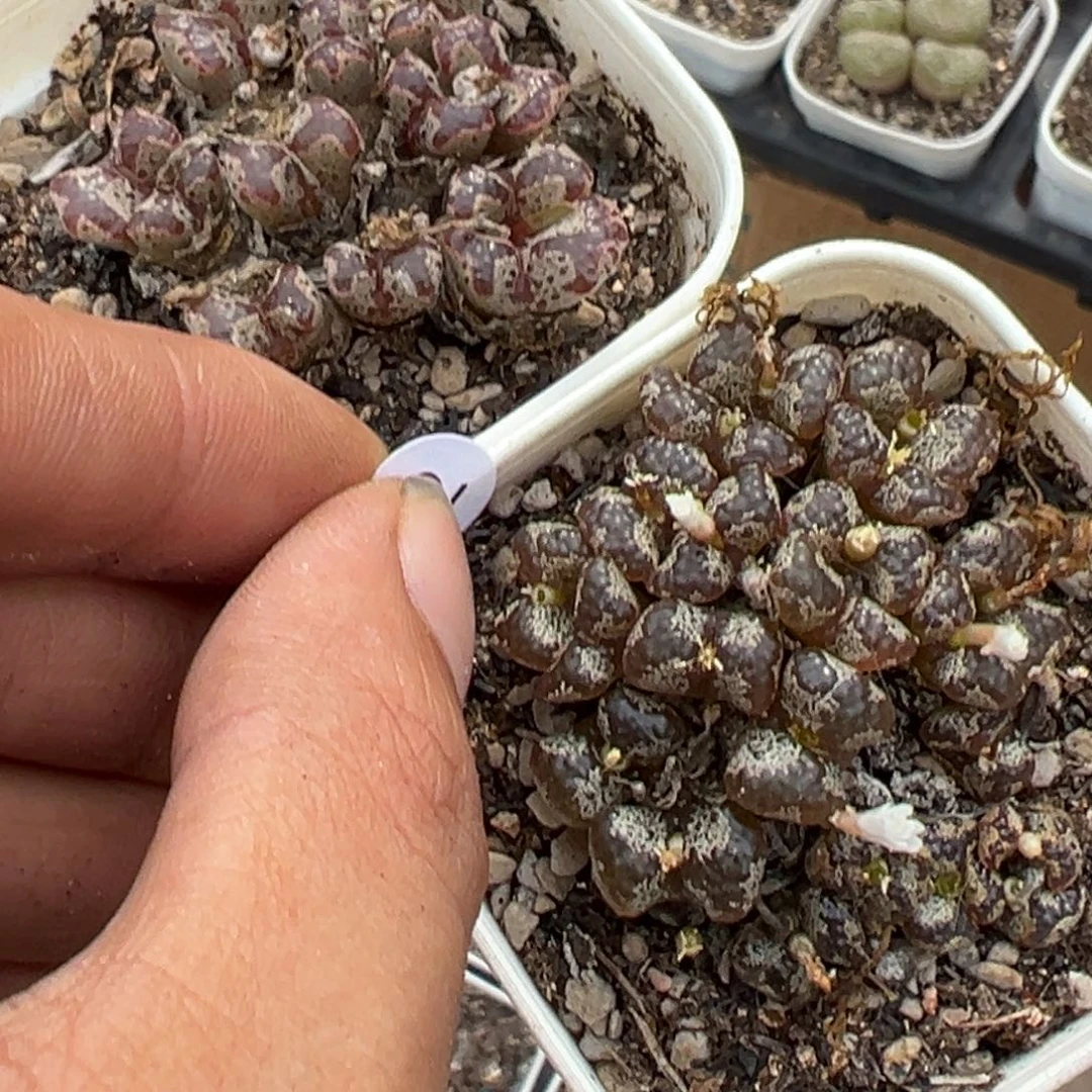 ****]多肉植物11111111111