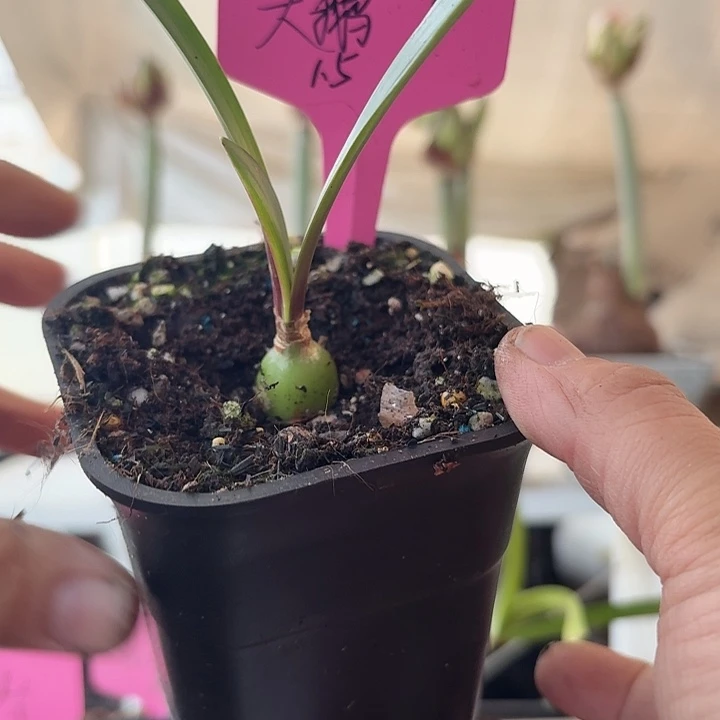 无花朵大鹅朱顶红直径1.5