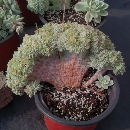 丝绸面纱超白锦缀化