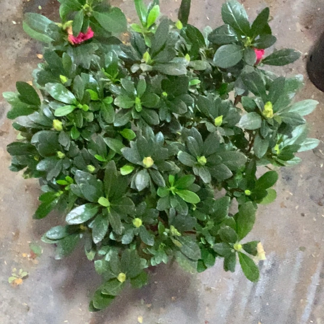 榴***）大部分花苞少量开放