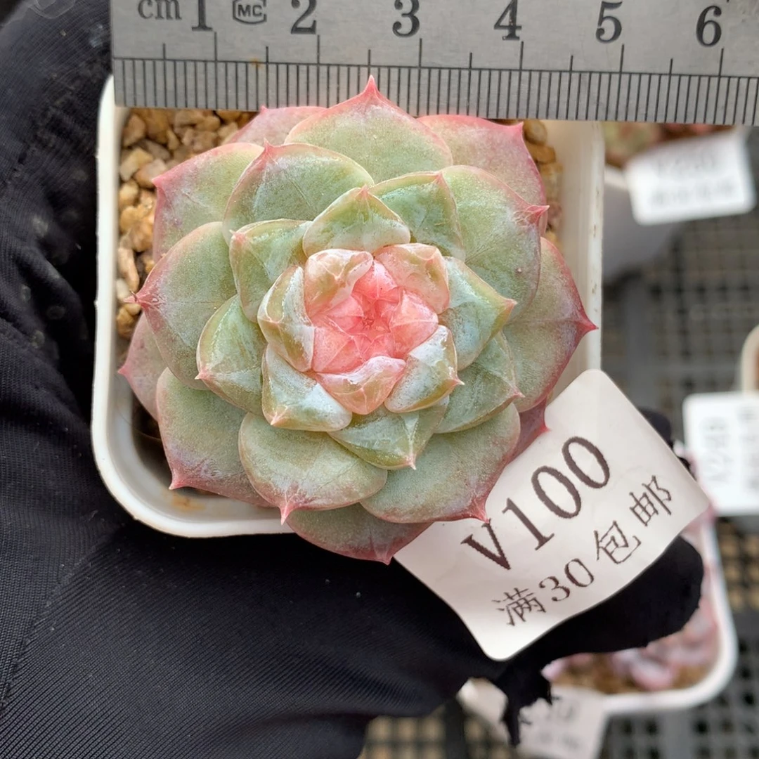 100 大富翁珍妮冠服4.5