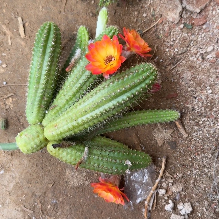 白檀仙人掌群生370白檀99