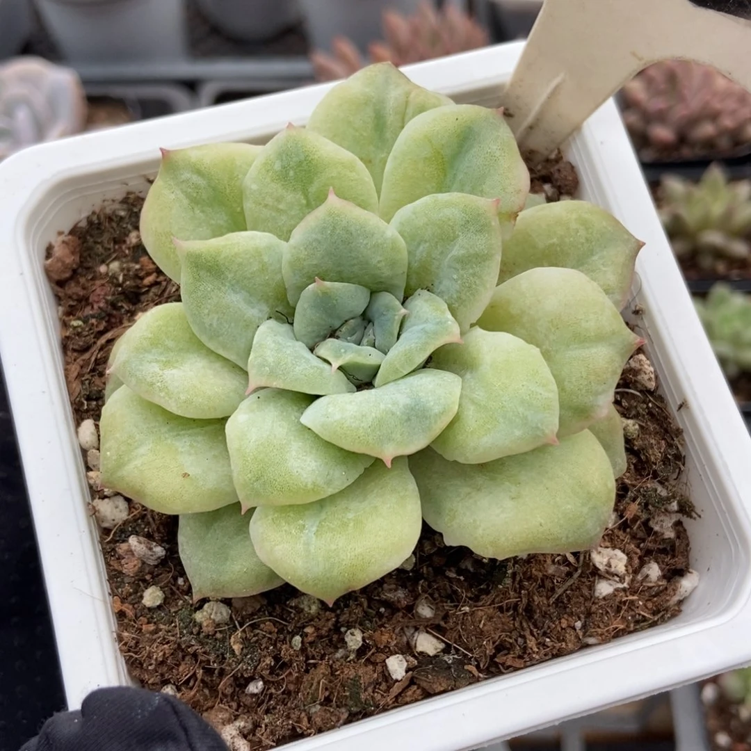 1012泡泡纱多肉植物
