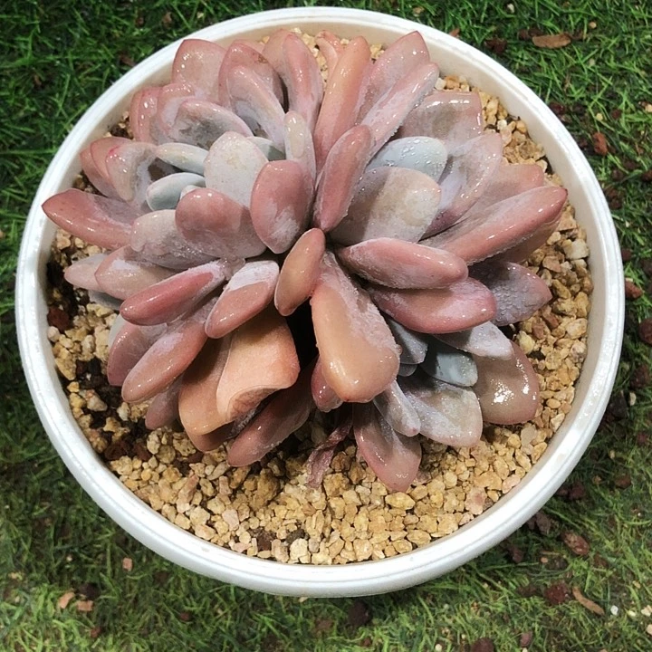 粉兔缀化多肉植物