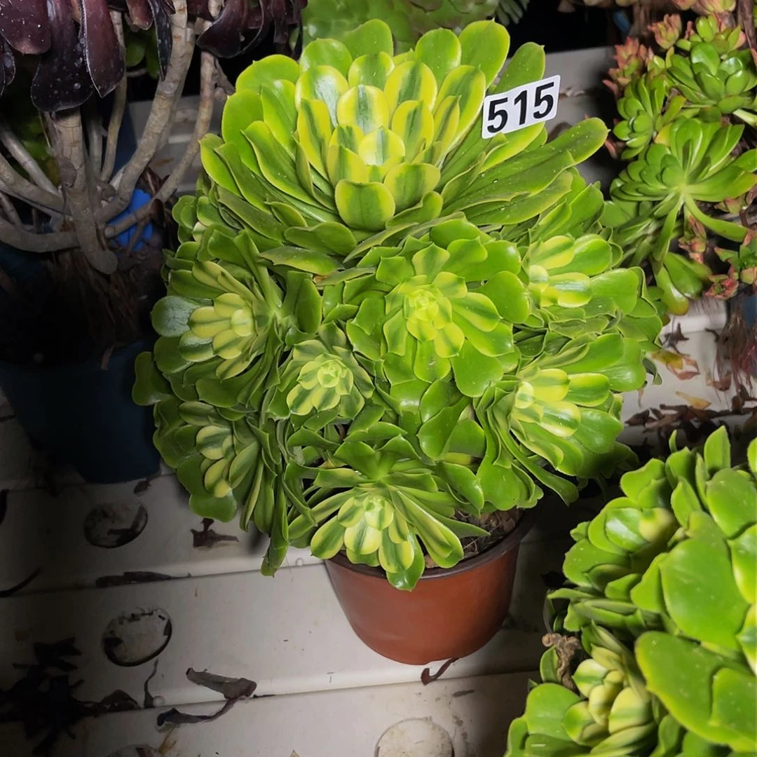 法师法师3/36包邮法师