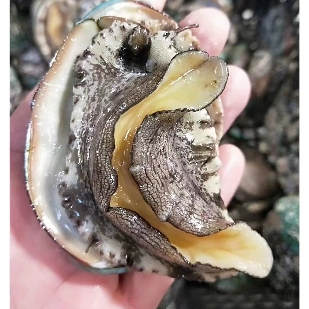 鲜活大连鲍鱼10只装（收拾请备注）