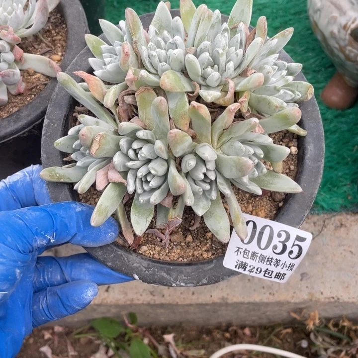 s***t35号法瑞杂交多肉植物