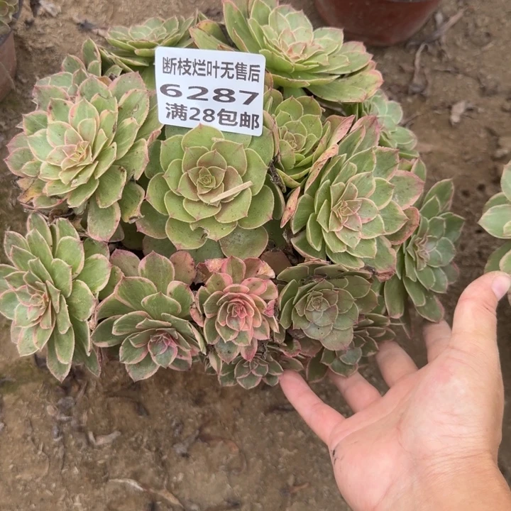 6287二号棚莲花座丛林J
