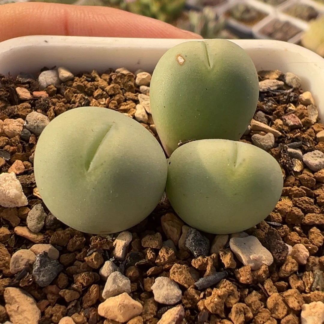 爱心奶拳多肉植物盆栽植物