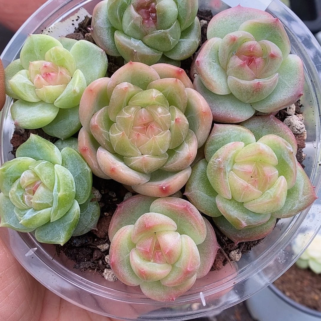 一物一拍一物一拍926-442