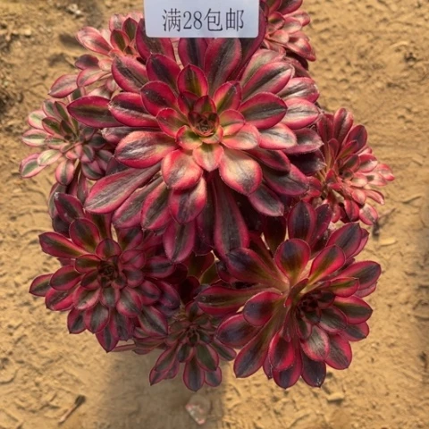 丽娜多肉的5010多肉