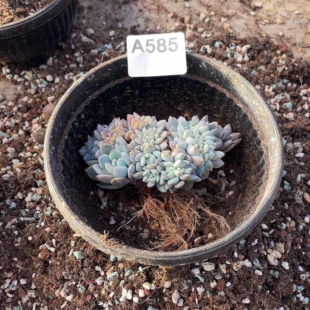 &***&585多肉植物多肉植物