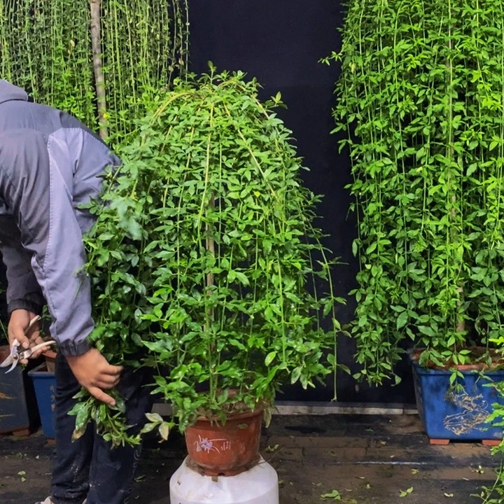 探春花，一物一拍，