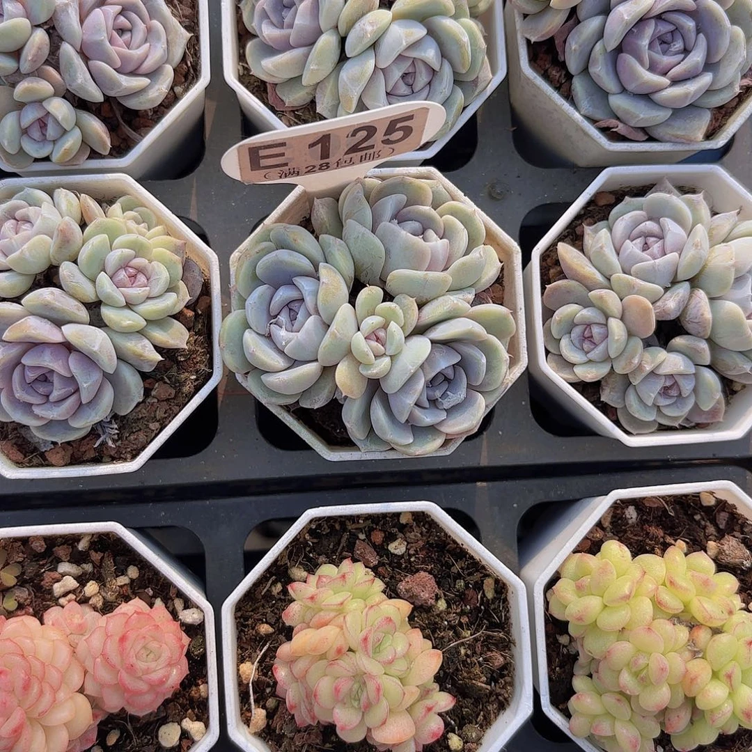 E125汉堡一物一拍