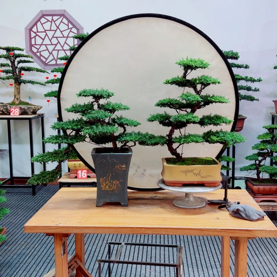 老桩盆景原生桩龙爪松