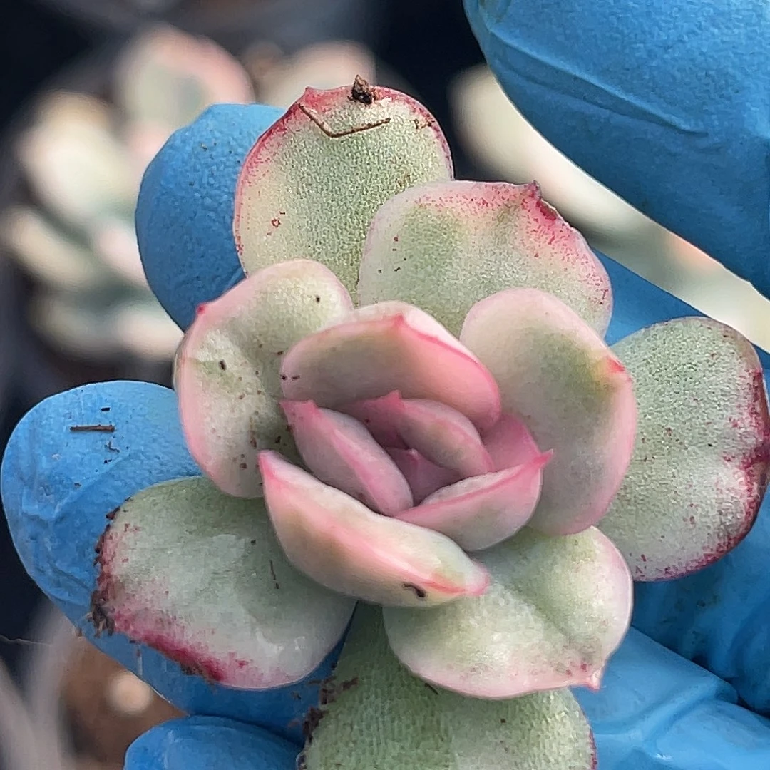 尚品园艺福利锦侧芽8059