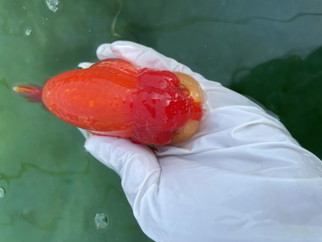 兰寿金鱼渔场精品特色