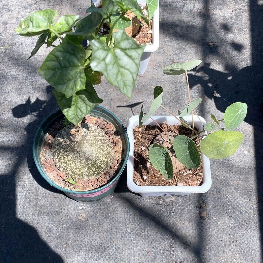 指**生睡布袋加招财龟带盆发货