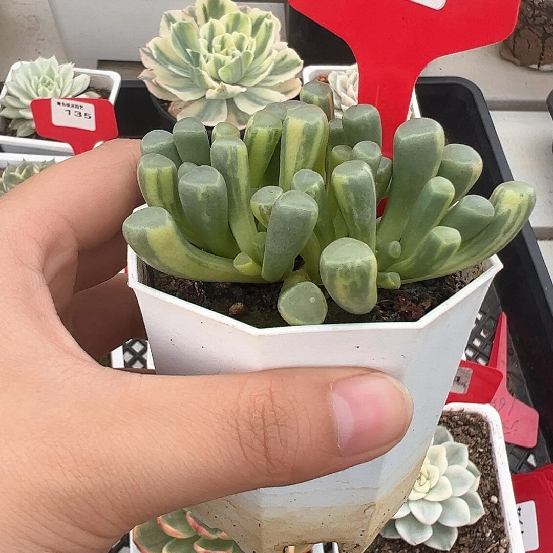 172号五十铃玉锦多肉植物