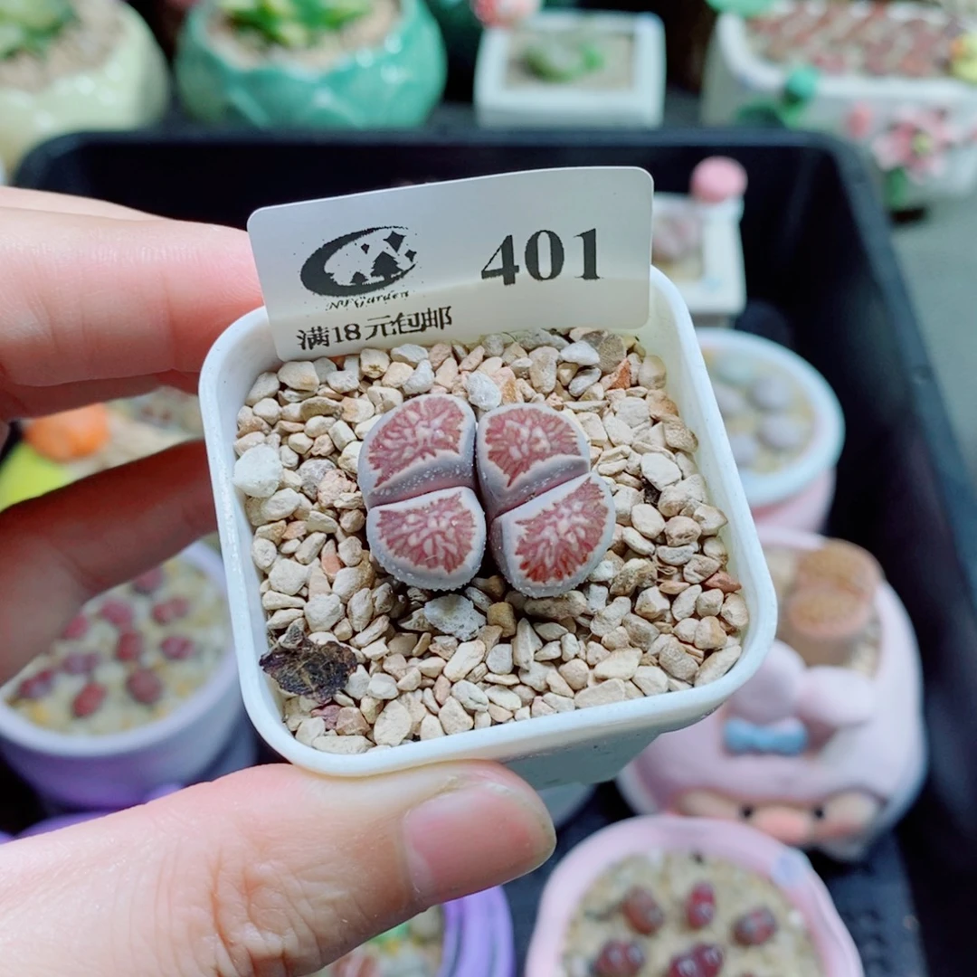 生石花花花花花花401