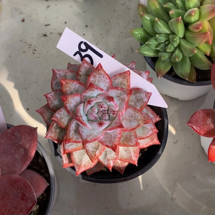 多日子机器72727373738