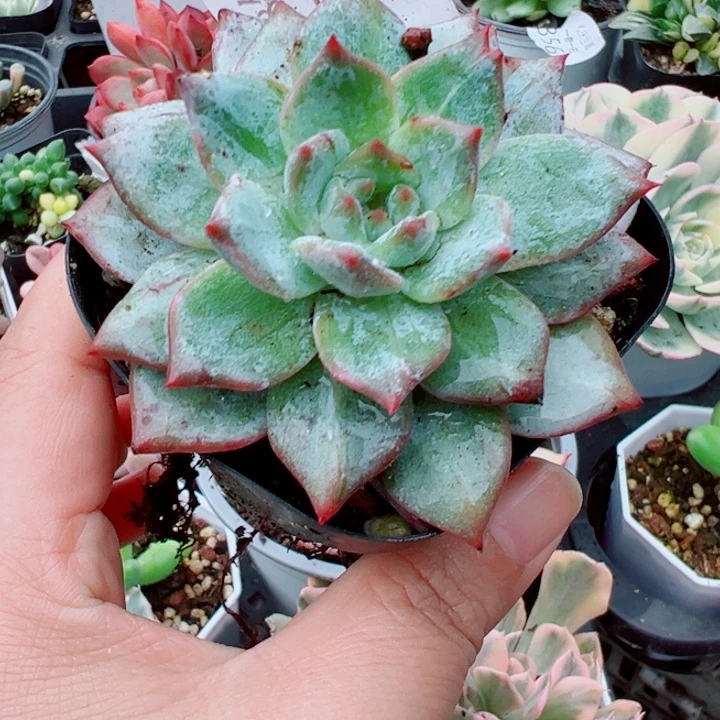 粉蓝鸟石化锦多肉植物133