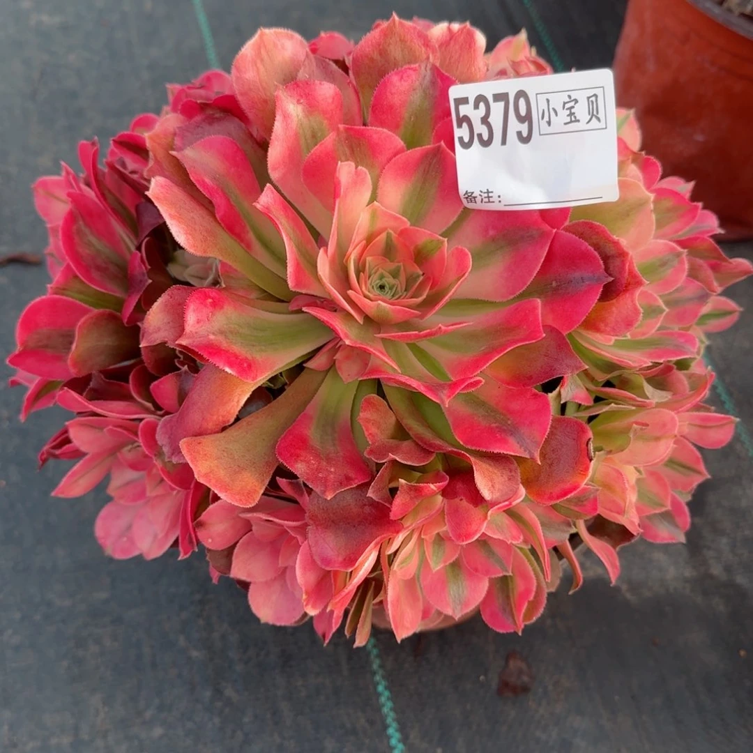 飞***F5379香妃多肉多肉