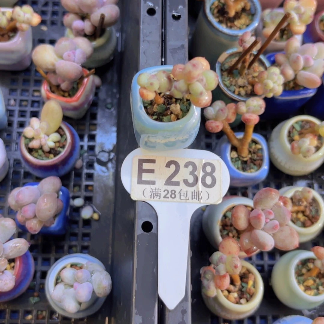 E238萤火虫一物一拍