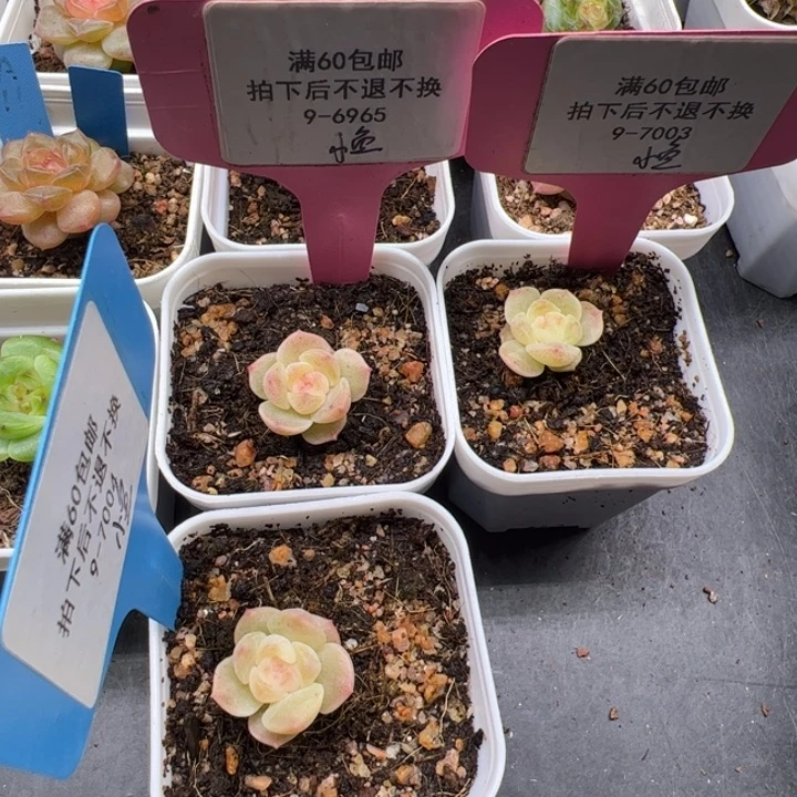 一物一拍精品糖心多肉植物小鱼