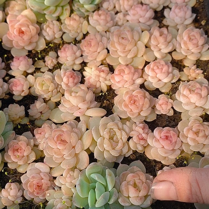 177 多肉植物盆栽花卉植物