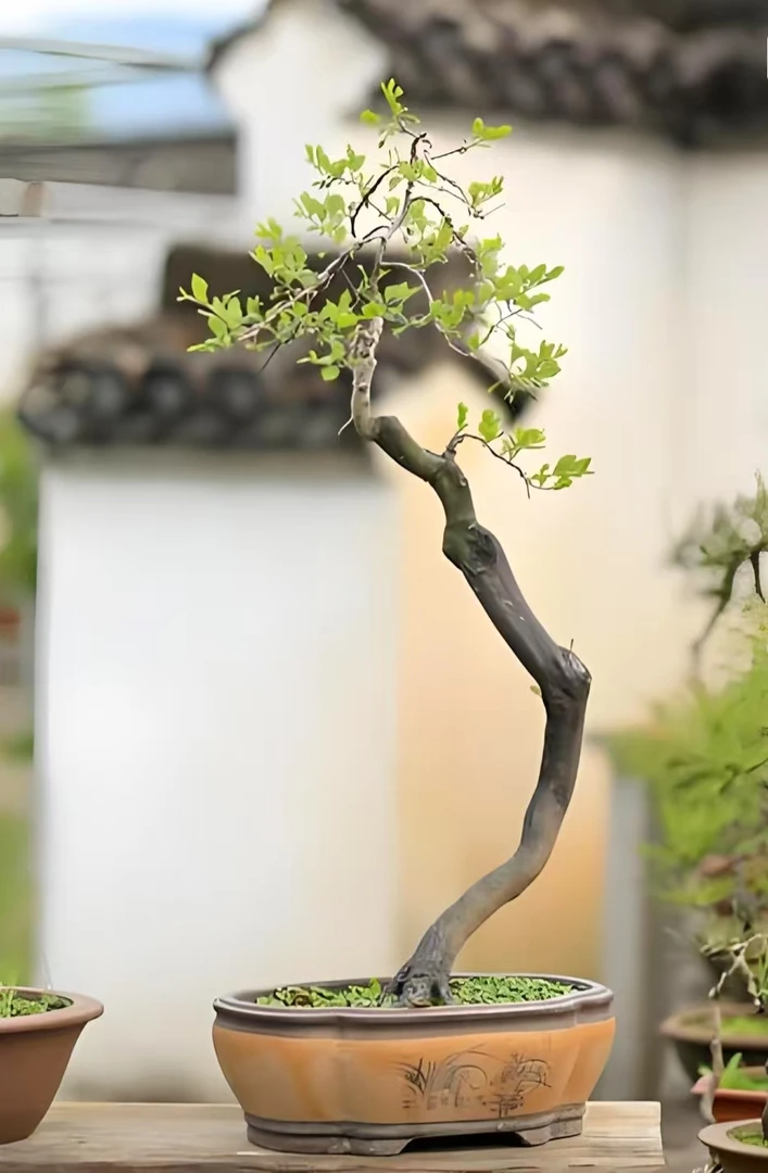 老鸦柿 原生桩  一物一拍  所见即所得