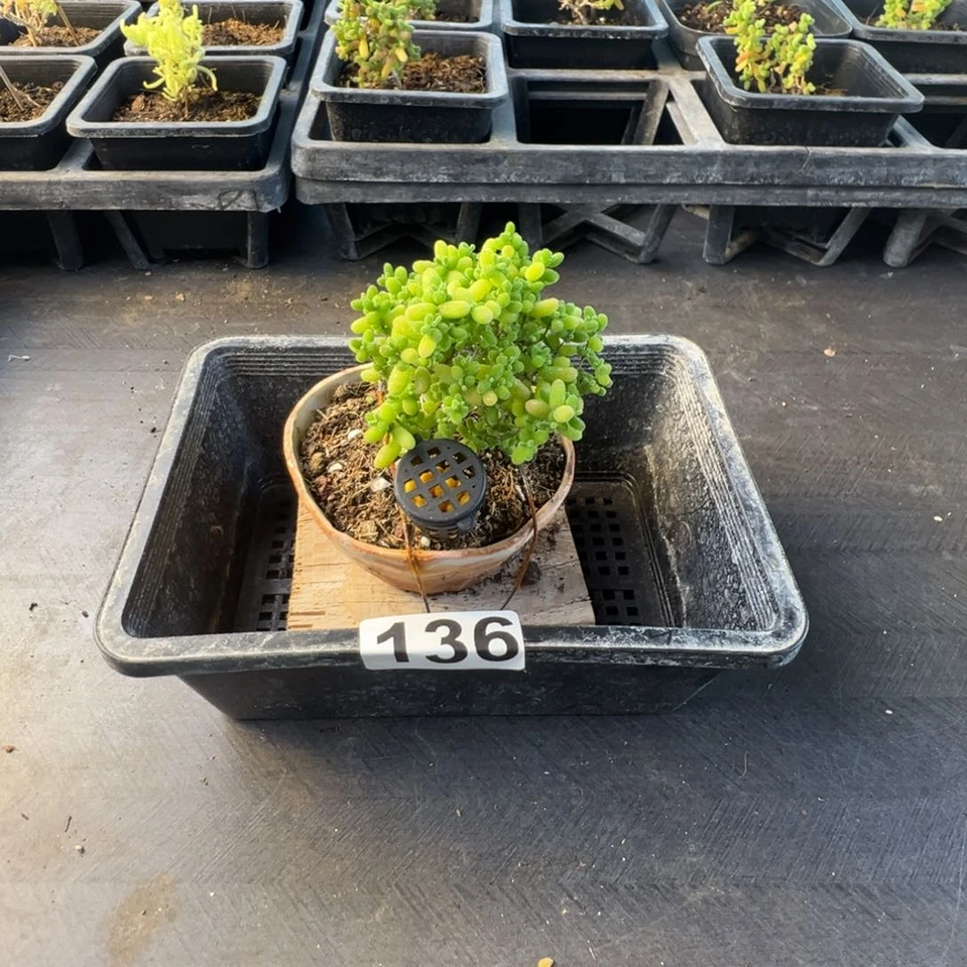 枝干番杏多肉植物136