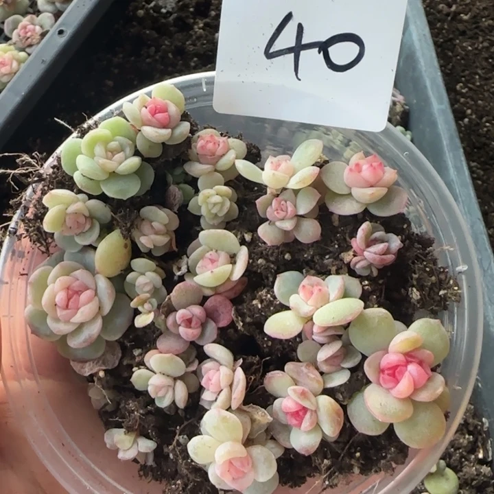 40 绝绝子多肉一盆