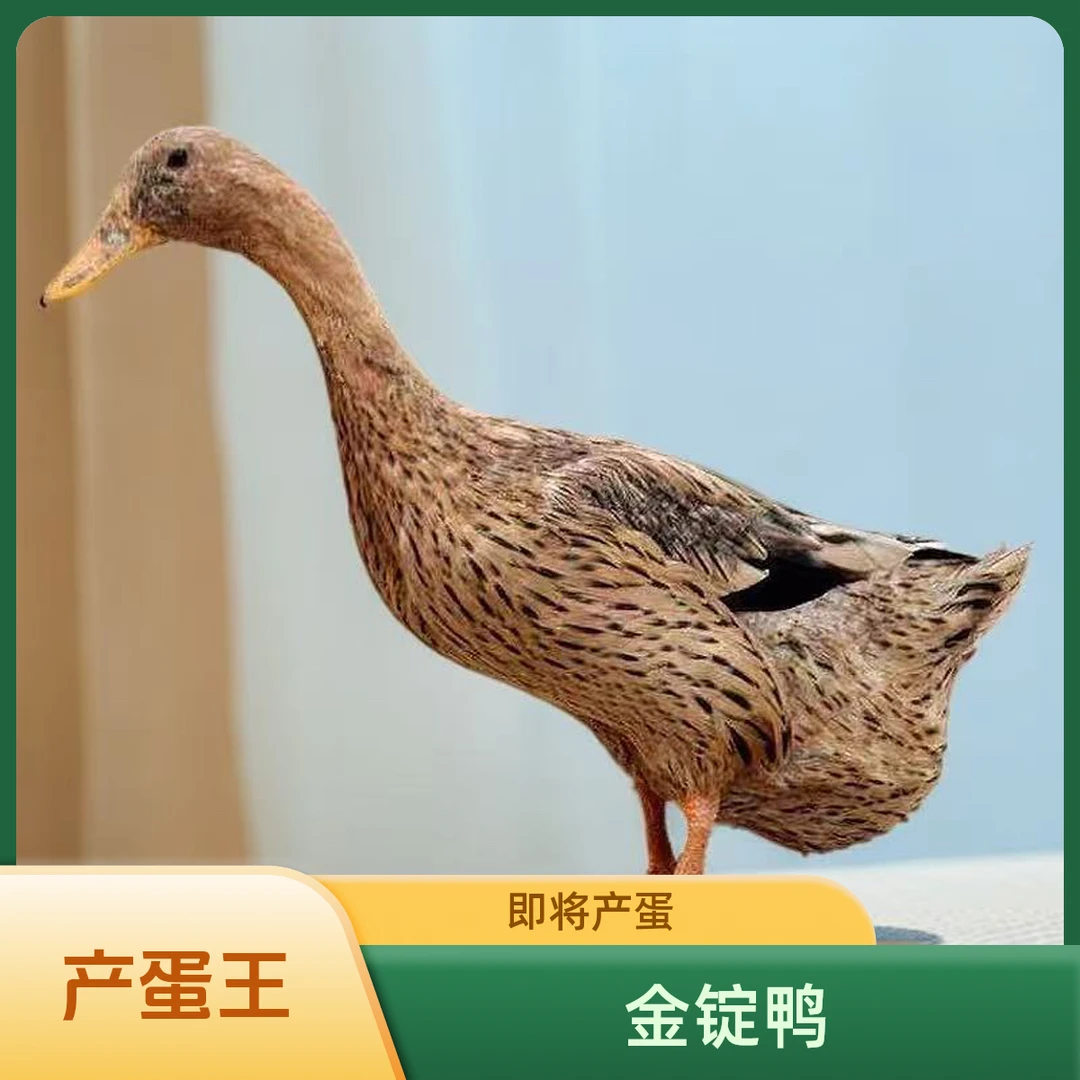 正宗100天金锭鸭产蛋王嘎嘎会产绿壳蛋活体发货包邮包活宠物鸭
